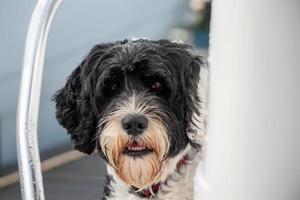 Black and white dog face photo