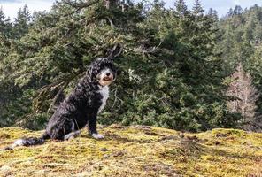 Dog on a hilltop beside a tree photo