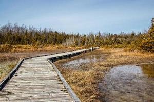 Boardwalk through the marsh in Oliphant photo