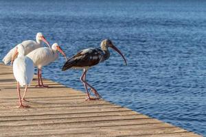 rebaño de vadear aves en un muelle foto