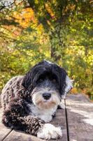 perro tendido en un picnic mesa en un soleado otoño día foto