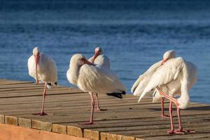 rebaño de blanco ibis aves en un muelle en llave largo, Florida foto