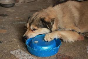 brown dog playing bite toy blue bowl on the floor ground photo