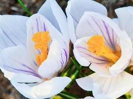 First flowers in early spring. White crocuses close-up. photo