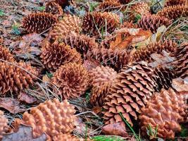 Fir cones close up. Pine cone on  ground in a coniferous forest. photo