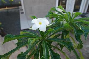 frangipani flower with leaf in the garden photo