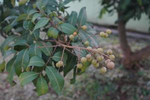 Longan orchards, Tropical fruits longan in Indonesia Tropical fruits longan on the tree photo