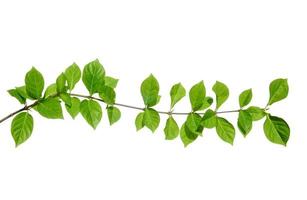 Fresh green leaves branch isolated on white background. photo