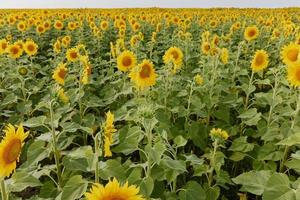 Sunflower in the abundance field in the summer sunshine color image photo