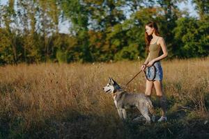 Woman and her husky dog happily walk and run through the grass in the field smile with teeth fall sunset walk with a pet, travel with a friend dog happiness lifestyle photo