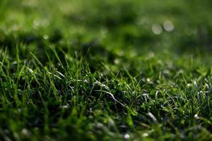View of young green grass in a park, taken close-up with a beautiful blurring of the background. Screensaver photo