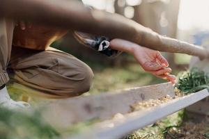 un mujer trabajos en un granja y alimenta su pollos con sano alimento, poniendo joven, orgánico césped y compuesto alimentar dentro su alimentadores por mano a alimentar ellos foto