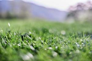 Leaves of green young grass on the background of the alpine mountains, a spring landscape close-up photo