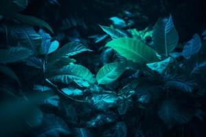 Tropical leaf forest glow in the dark background with copy space. High contrast concept photo