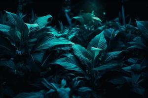 Tropical leaf forest glow in the dark background with copy space. High contrast concept photo