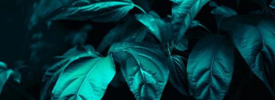 Tropical leaf forest glow in the dark background with copy space. High contrast concept photo