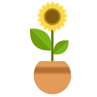 Fresh Sunflower Potted Plant png