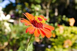 picture of Zinnia graceful with flowers growing in the yard of the house photo