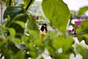 the butterfly in the garden is perched photo