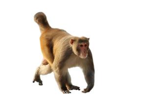 Monkey isolated on white background photo