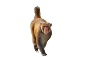 Monkey isolated on white background photo