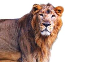 Lion isolated on white background photo