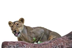 Lioness isolated on white background photo