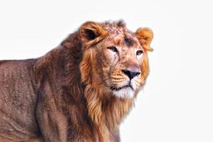 Lion isolated on white background photo