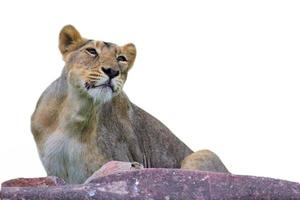 Lioness isolated on white background photo