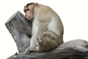 Sad monkey sitting on tree branch isolated on white background photo