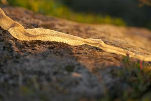 Snake skin on the ground photo