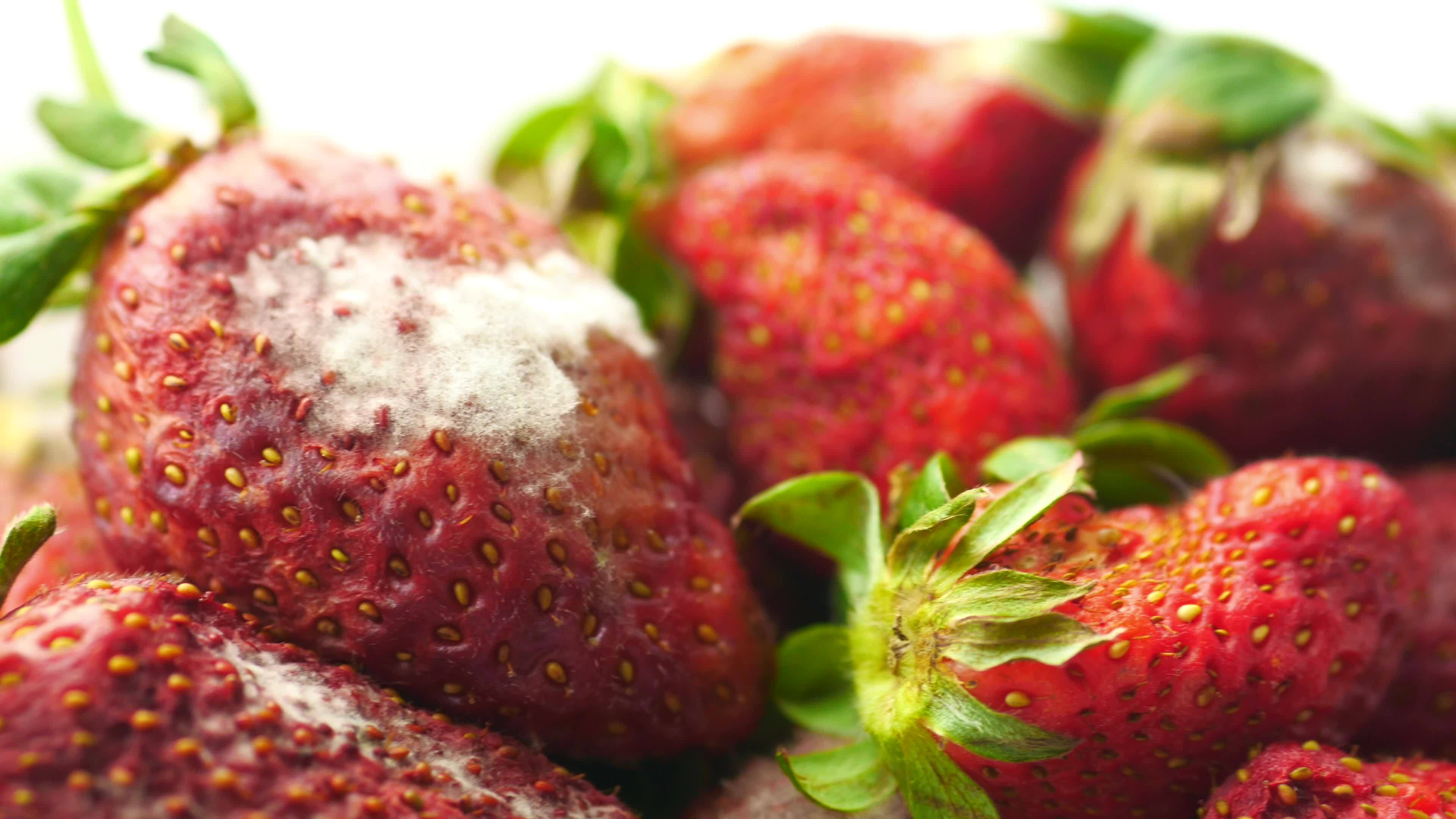 Mold on Strawberries