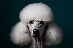 Poodle dog. Generate Ai photo