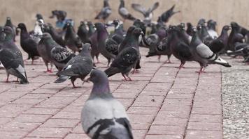 muchos salvaje palomas caminando en oscuro rojo hormigón piso imágenes. video