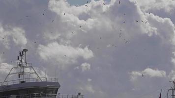 Herde von Möwen fliegend auf das Meer schleppend Bewegung Filmaufnahme. video