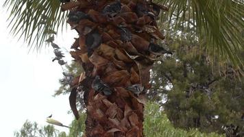 selvagem pombos empoleirado em Palma árvore tronco imagens de vídeo. video