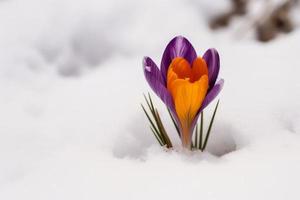 Crocus snow flower. Generate Ai photo