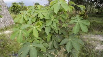 Green Cassava plant full of leaves, in Asia used for vegetable. photo