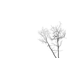 Isolated Silhouette dry twigs of tree, white background with clipping path, cutout, wallpaper, element, object, leafless photo