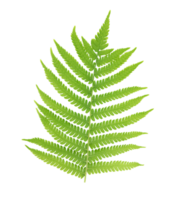 One fern leaf isolated on transparent background png