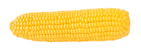 Corn cob isolated on transparent backgound. Stock photo png