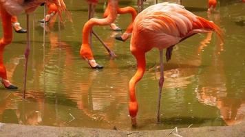 en flock av svärmande röd och rosa flamingos i singapore Zoo , video