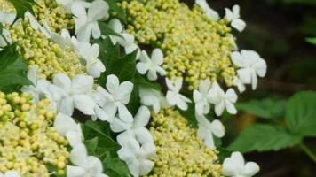 floração viburno. branco flores inflorescência. fechar-se. Primavera dentro a jardim video