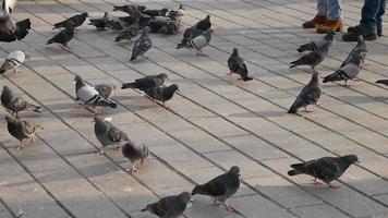 feeding pigeon birds on floor video