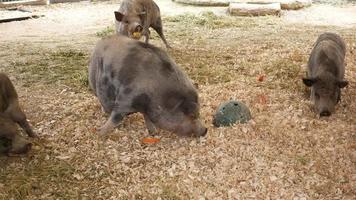 wild Schwein im ein Pfütze beim Singapur Zoo , video