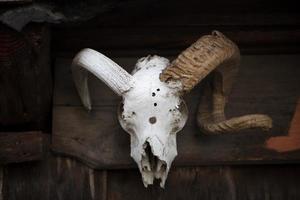 The skull of a horned animal is nailed to the wall. photo