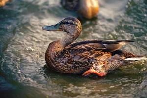 Birds and animals in the wild. Beautiful duck close-up in the water. photo