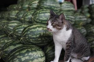 el pulcramente arreglado pila de sandias con uno Fruta cortar abierto revelador sus rojo carne. estos sandias son siendo vendido a un Fruta mercado en Tailandia foto