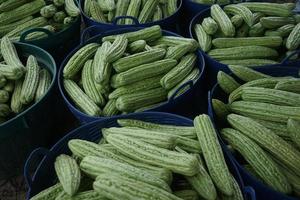 The stack of bitter melon gourd harvest is stored in a container for sale photo