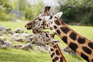 A giraffe eating grass with its baby. Giraffes are very good photo